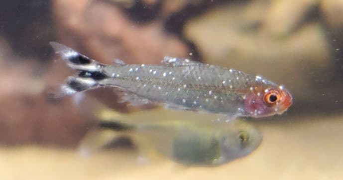 The Importance of Quarantining New Fish: Safe Introductions for a Happy Aquarium