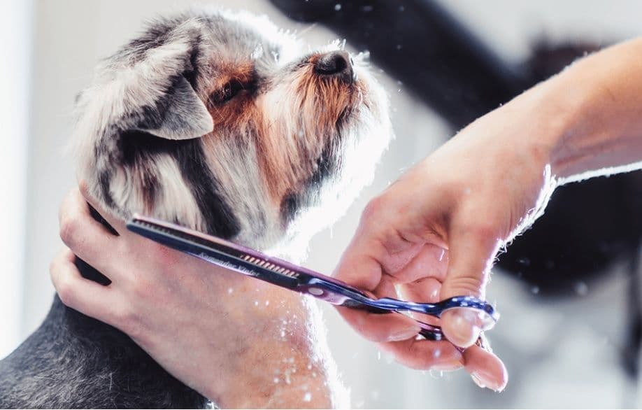 Grooming 101: Essential Tools Every Pet Parent Should Own