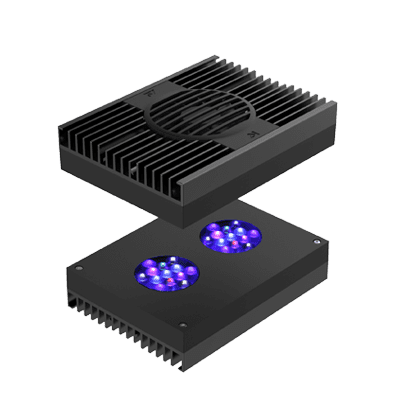 Illuminating Insights: LED Lighting in Aquariums