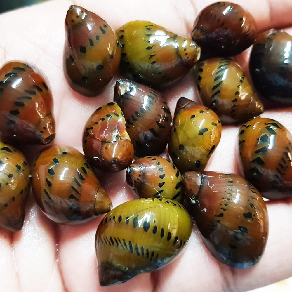 Mixed Nerite Snails