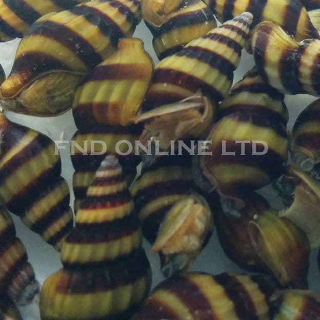 Assassin Snail x10