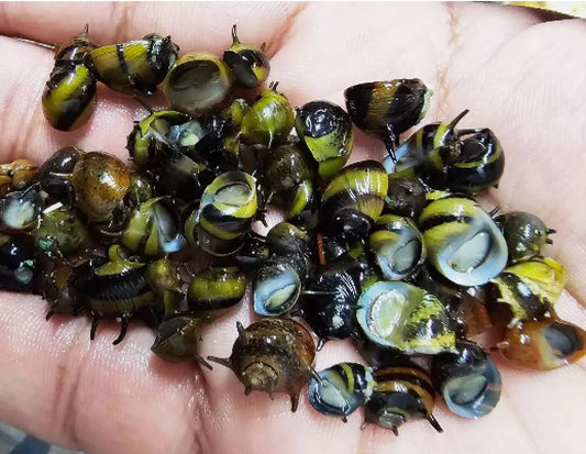 10 x Assorted Algae Eating Horn Nerite Snails