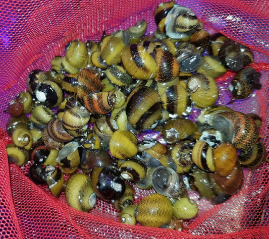 30 x Damaged Horn Nerite Snail Algae Eater