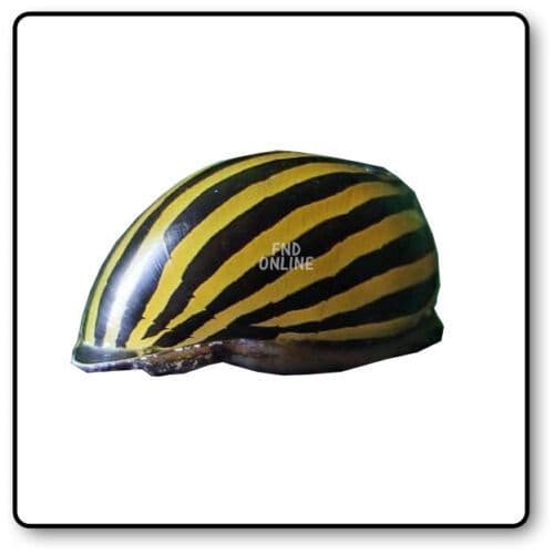 Zebra Nerite Snail x1