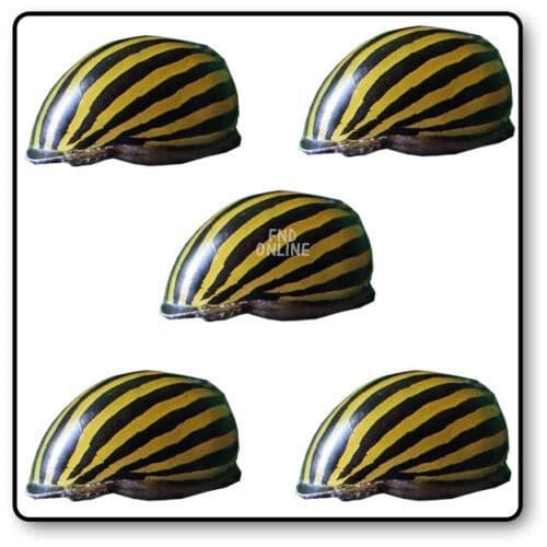 Zebra Nerite Snail x5