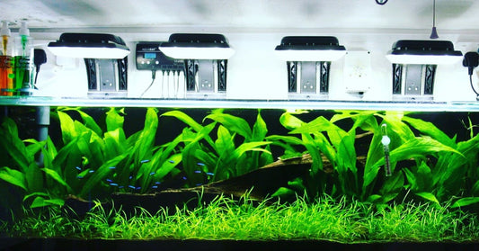 The Lush Lure of Planted Aquariums: Beyond the Beauty