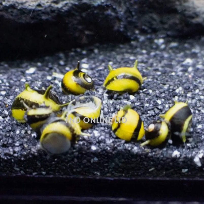 Algae Eating Nerite Snails