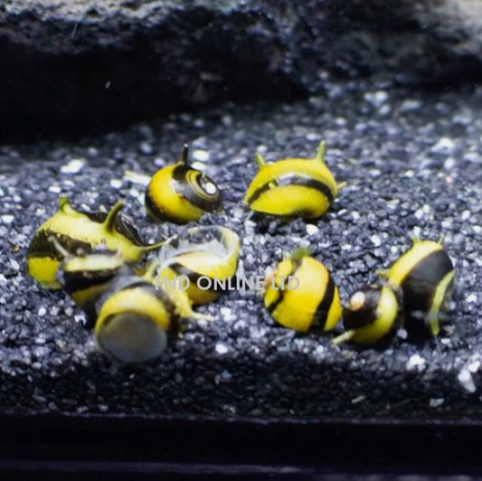 Algae Eating Nerite Snails