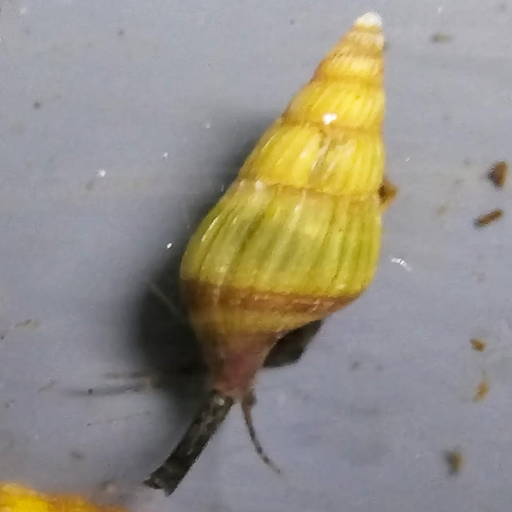 Golden Assassin Snails