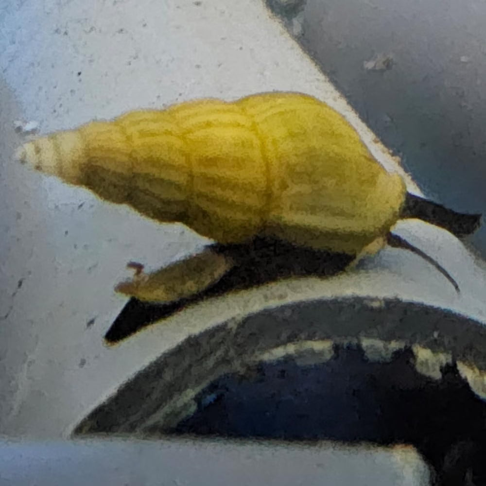 Golden Assassin Snails