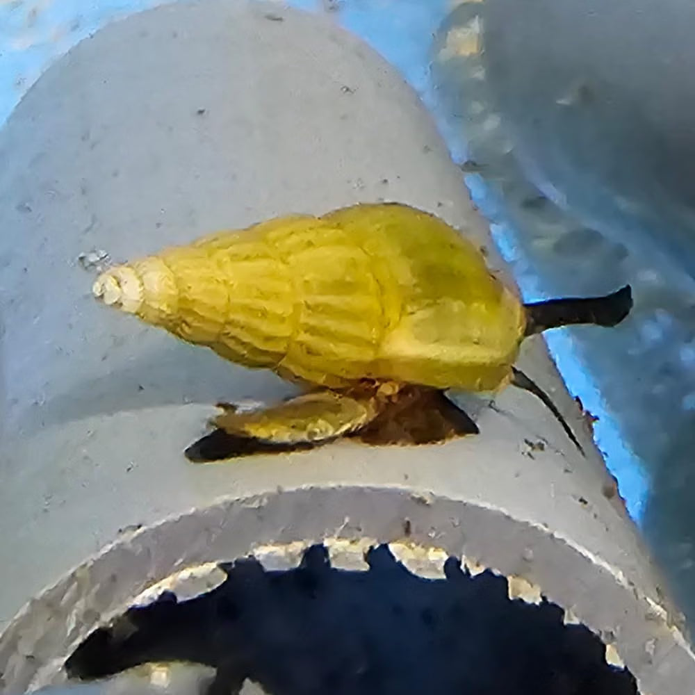 Golden Assassin Snails