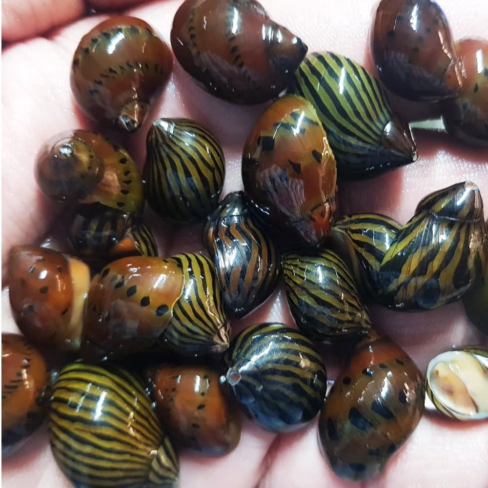 Mixed Nerite Snails