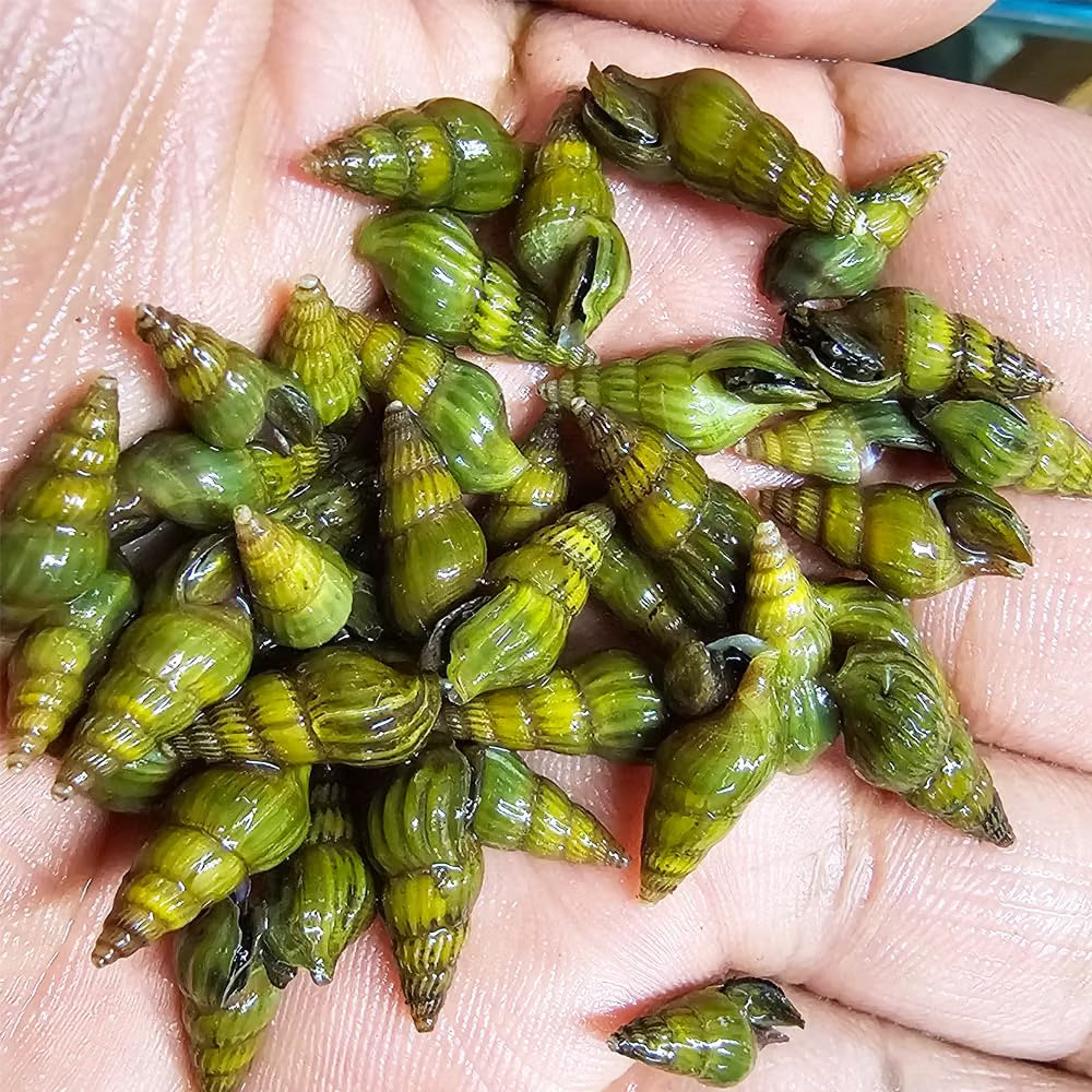 Golden Assassin Snails
