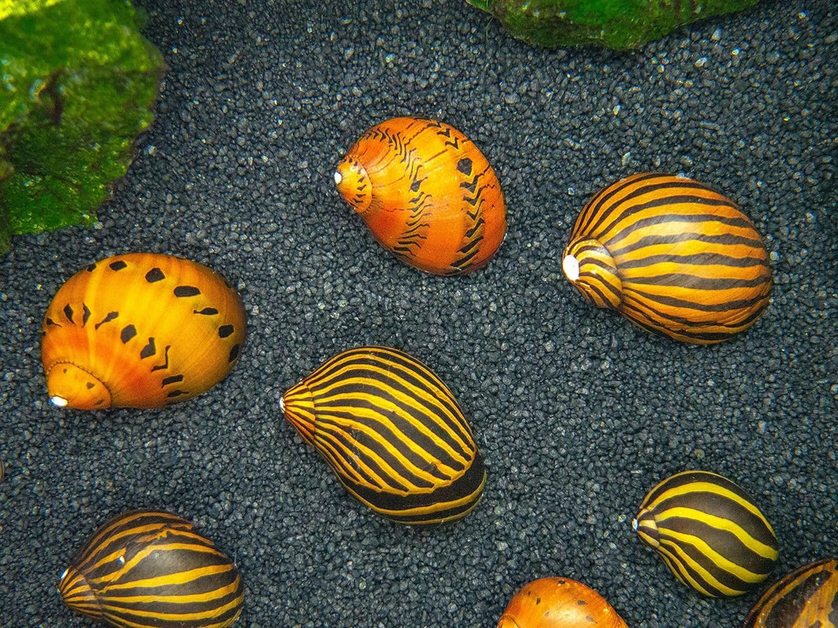 Mixed Nerite Snails