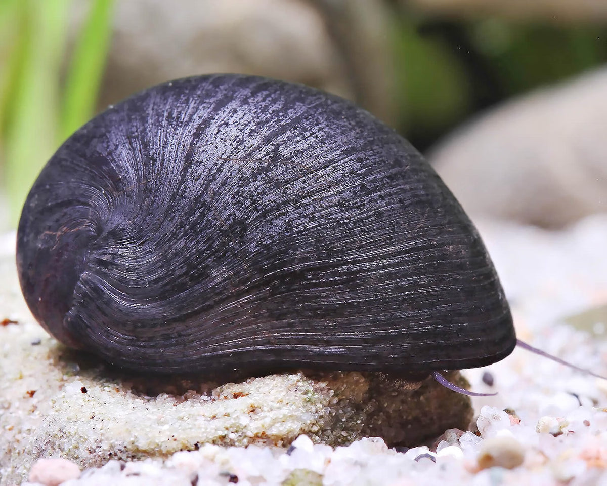 Black Military Helmet Snails