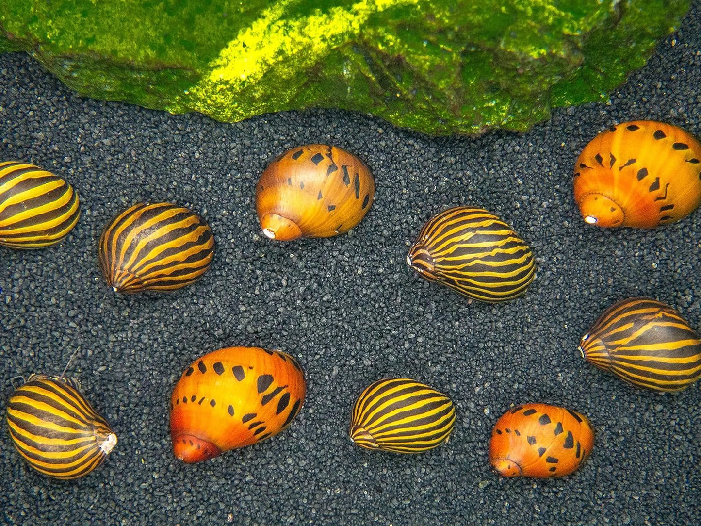 Mixed Nerite Snails