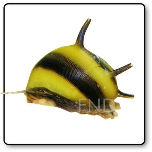 Horn Snail x1