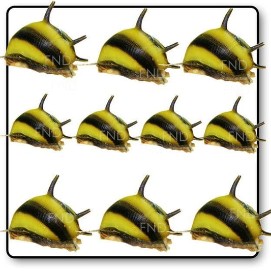Horn Snail x10