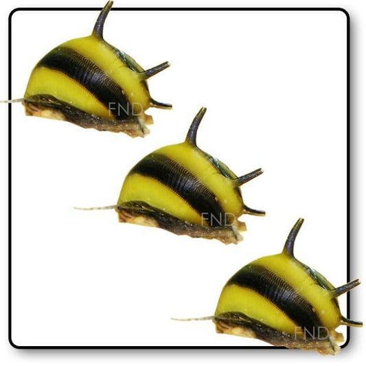 Horn Snail x3