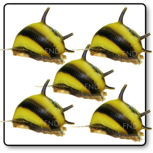 Horn Snail x5