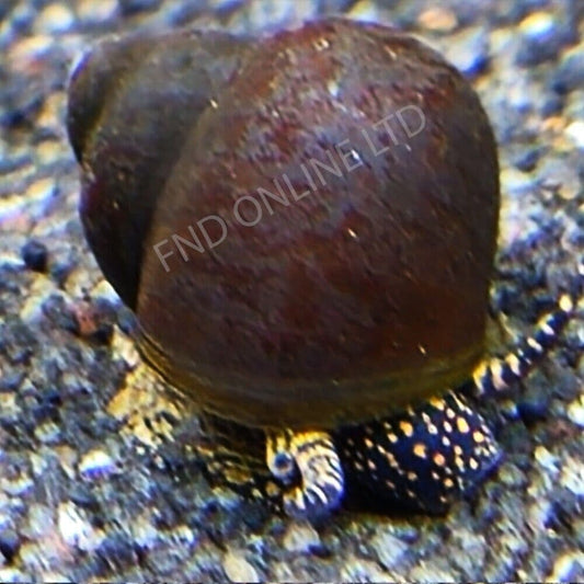 Orange Spot Snail x2
